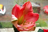 141218amaryllis1.jpg