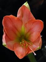 141218amaryllis2.jpg