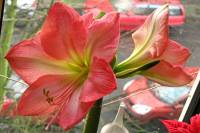 141219amaryllis1.jpg