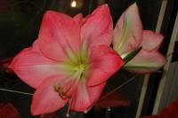 141219amaryllis2.jpg