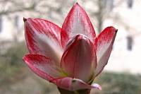 141221amaryllis1.jpg