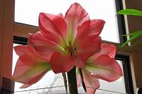 141221amaryllis2.jpg