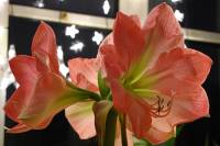 141221amaryllis3.jpg