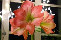 141221amaryllis4.jpg