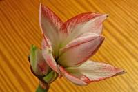 141221amaryllis5.jpg