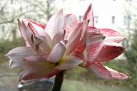 141223amaryllis1.jpg