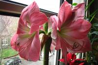 141223amaryllis2.jpg