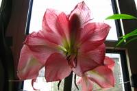 141223amaryllis3.jpg