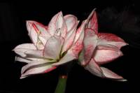 141223amaryllis4.jpg