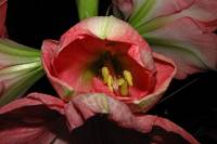 141223amaryllis5.jpg