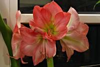 141224amaryllis1.jpg
