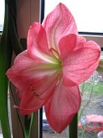 141225amaryllis1.jpg