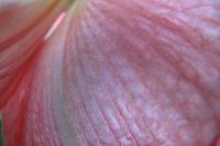 141225amaryllis2.jpg