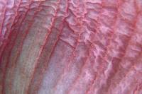 141225amaryllis3.jpg