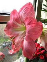 141226amaryllis1.jpg