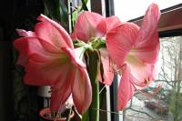 141226amaryllis2.jpg