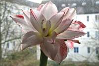 141226amaryllis3.jpg