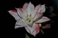 141227amaryllis1.jpg