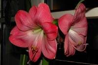 141227amaryllis2.jpg