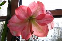 141228amaryllis1.jpg