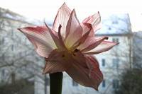 141228amaryllis2.jpg