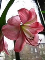141230amaryllis1.jpg