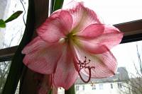 141231amaryllis1.jpg