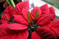 141231christmasstar.jpg
