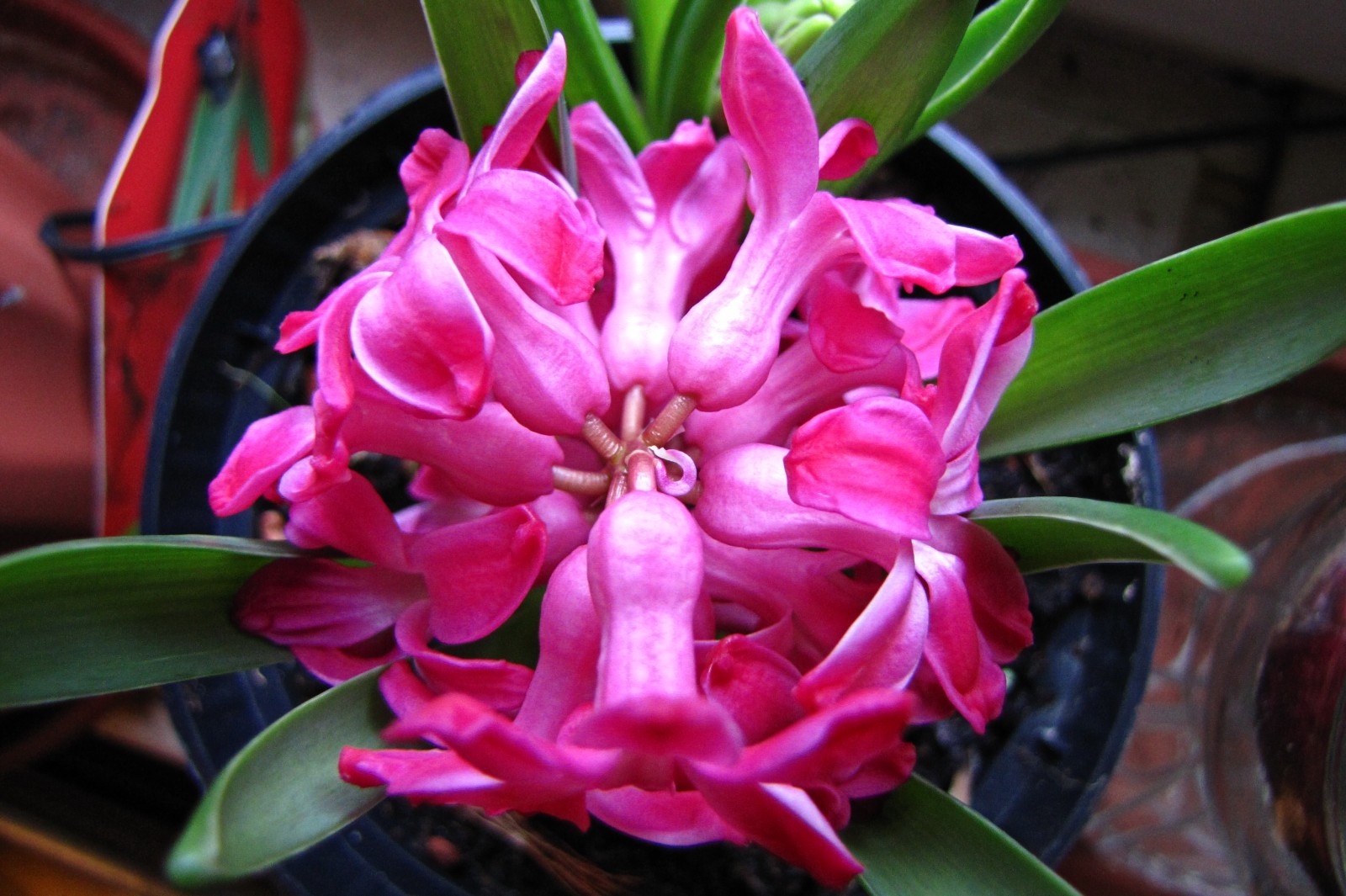 150122hyacinth02.jpg