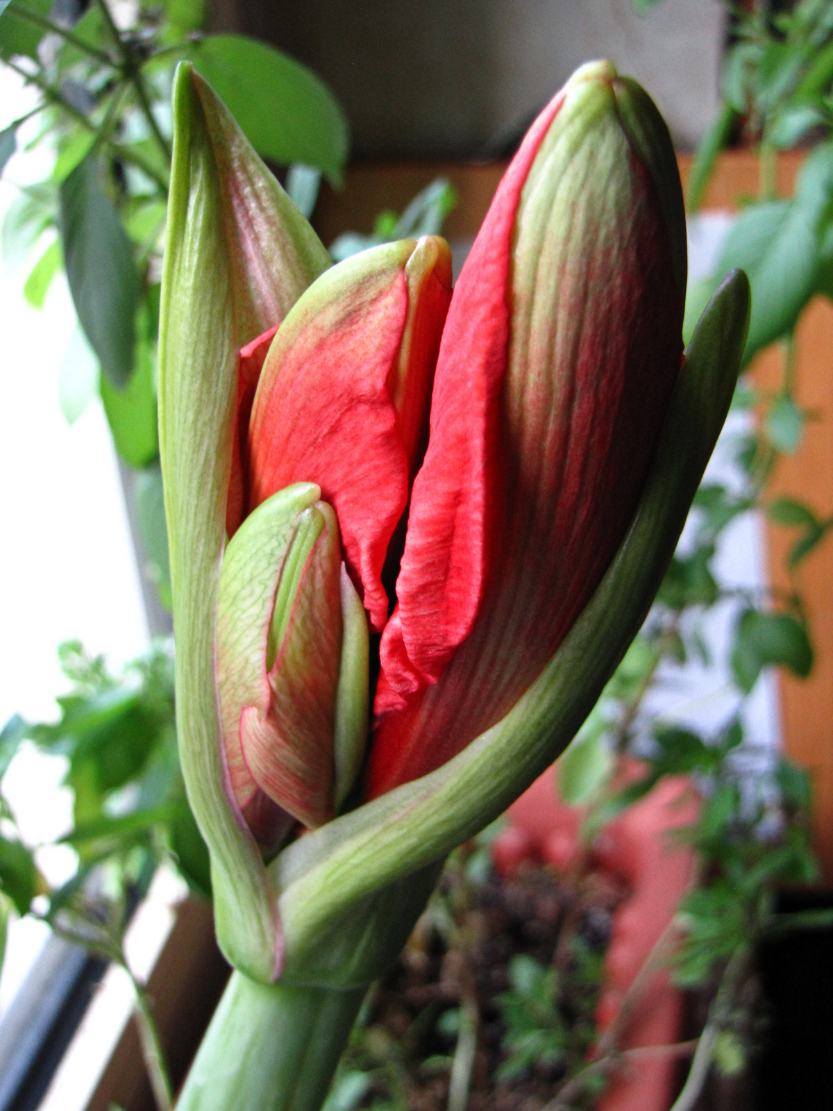 151117amaryllis01.jpg
