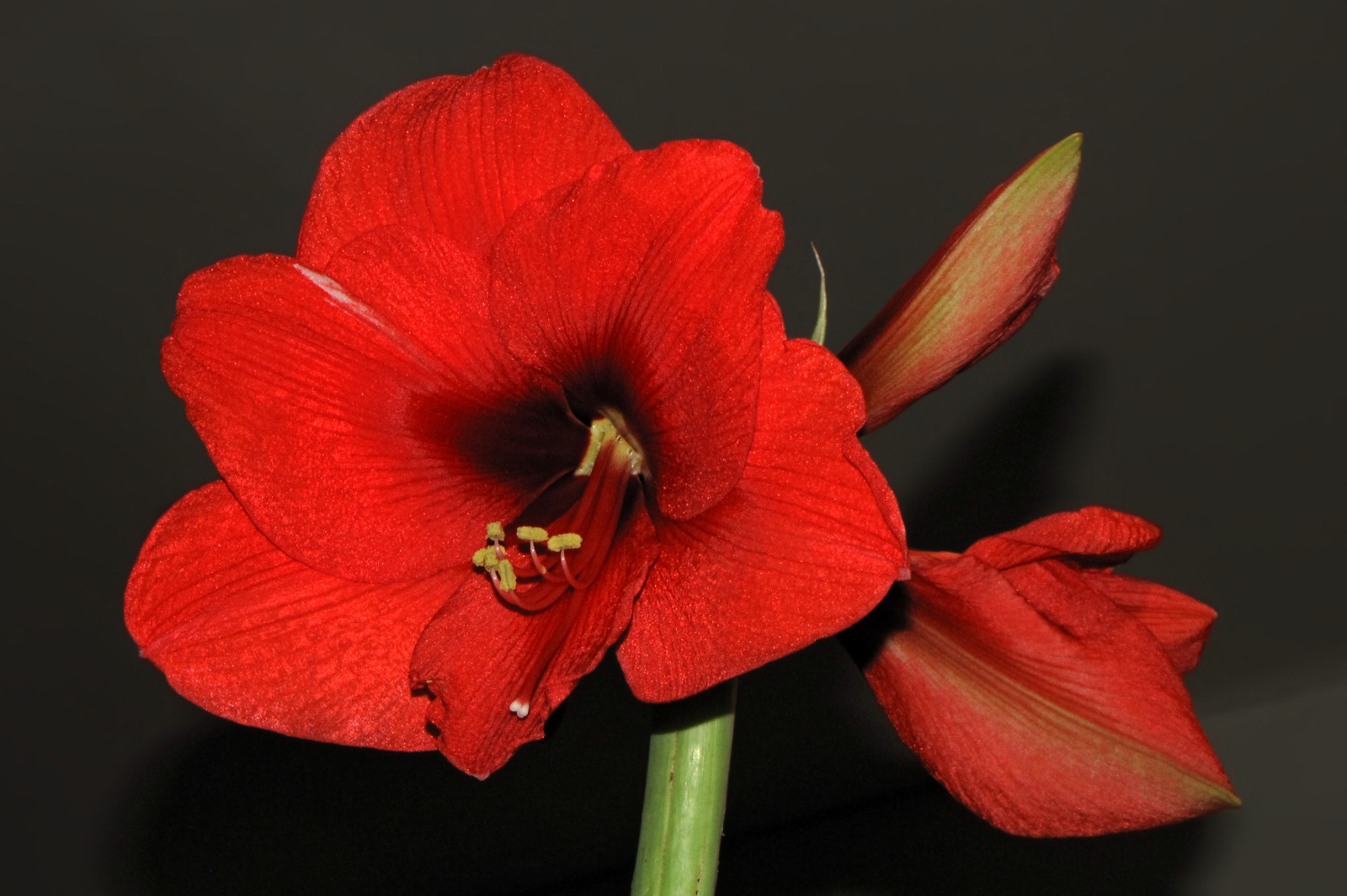 151119amaryllis03.jpg
