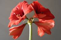 151121amaryllis05.jpg