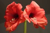 151121amaryllis06.jpg