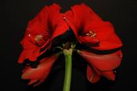 151121amaryllis07.jpg