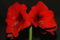 151121amaryllis08.jpg