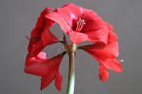 151122amaryllis01.jpg