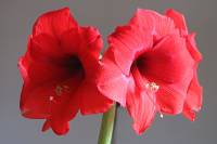 151122amaryllis02.jpg