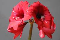 151122amaryllis03.jpg