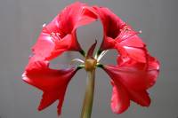 151122amaryllis04.jpg