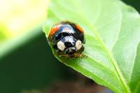 130501ladybug1.jpg