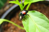 130501ladybug2.jpg
