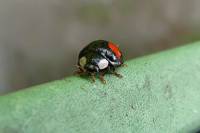 130501ladybug3.jpg