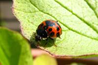 130508ladybug.jpg