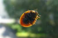 130702ladybug2.jpg