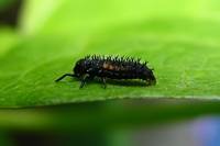 130715ladybuglarvae.jpg