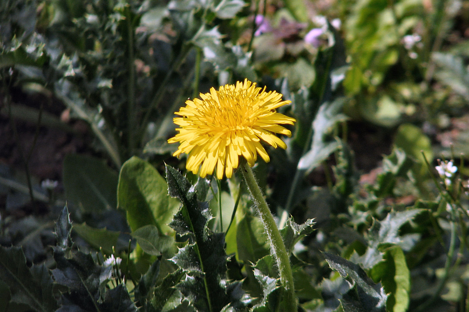 130422springflowers12.jpg