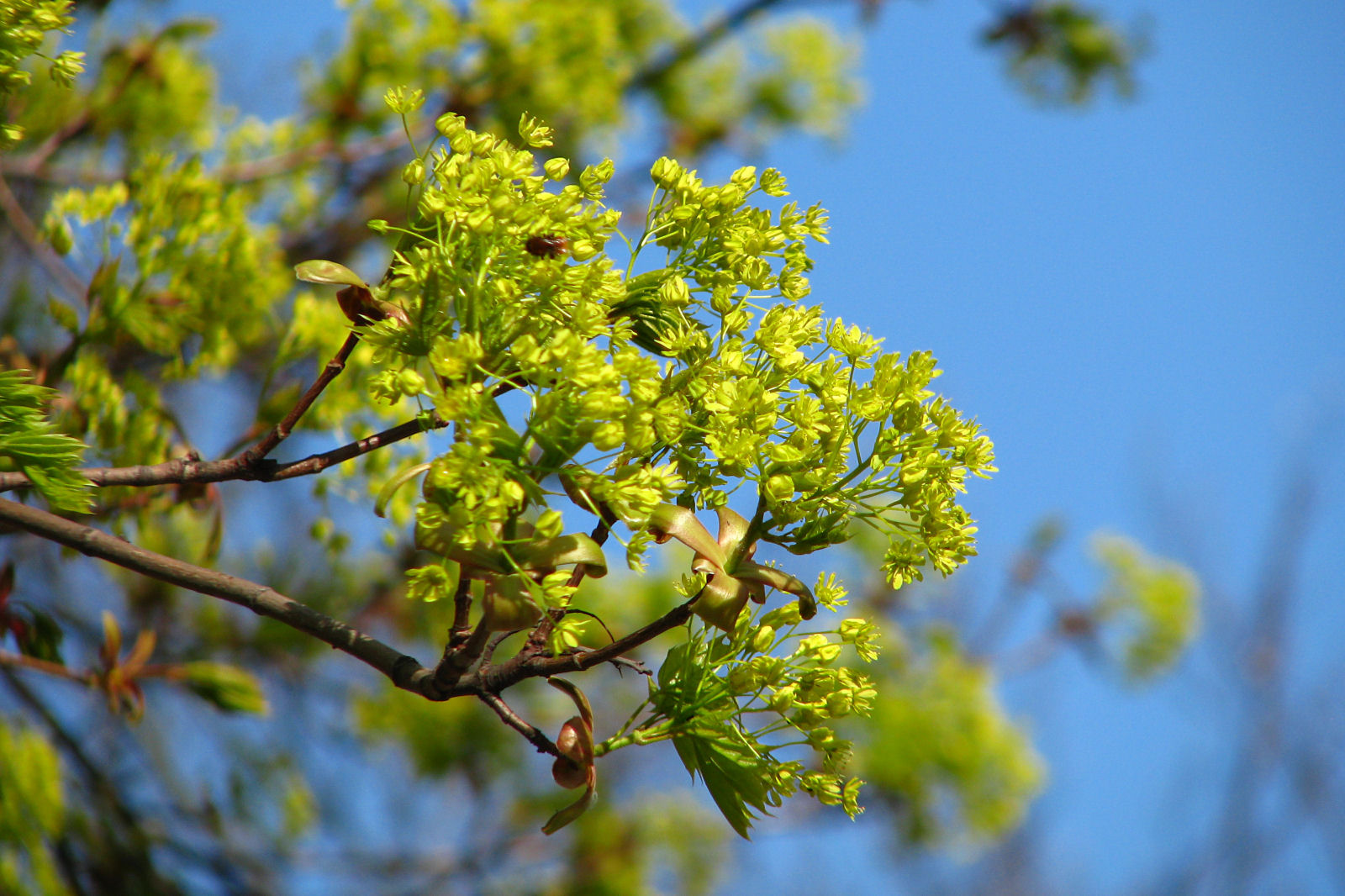 130422springflowers20.jpg