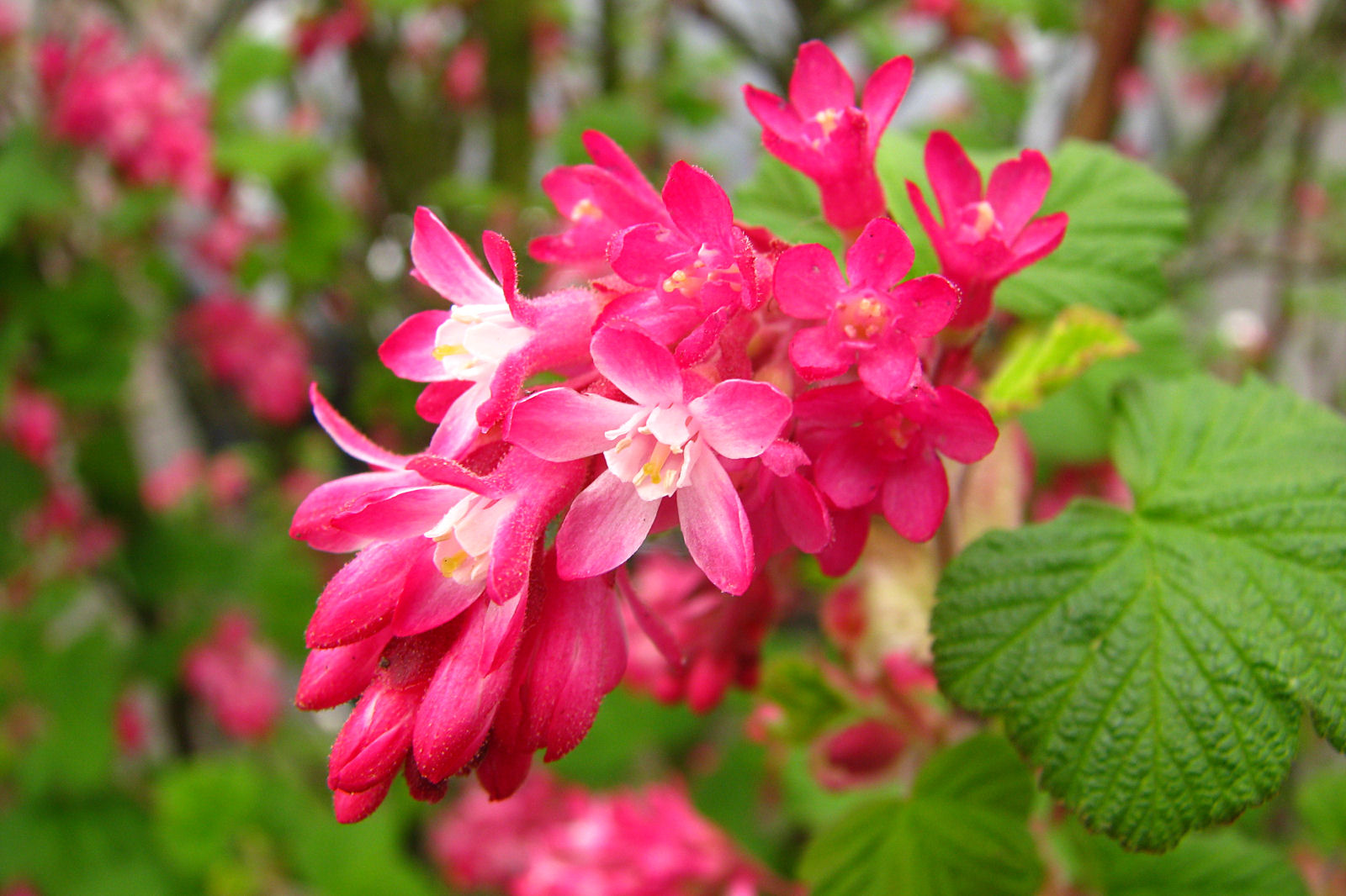 130423springflowers28.jpg