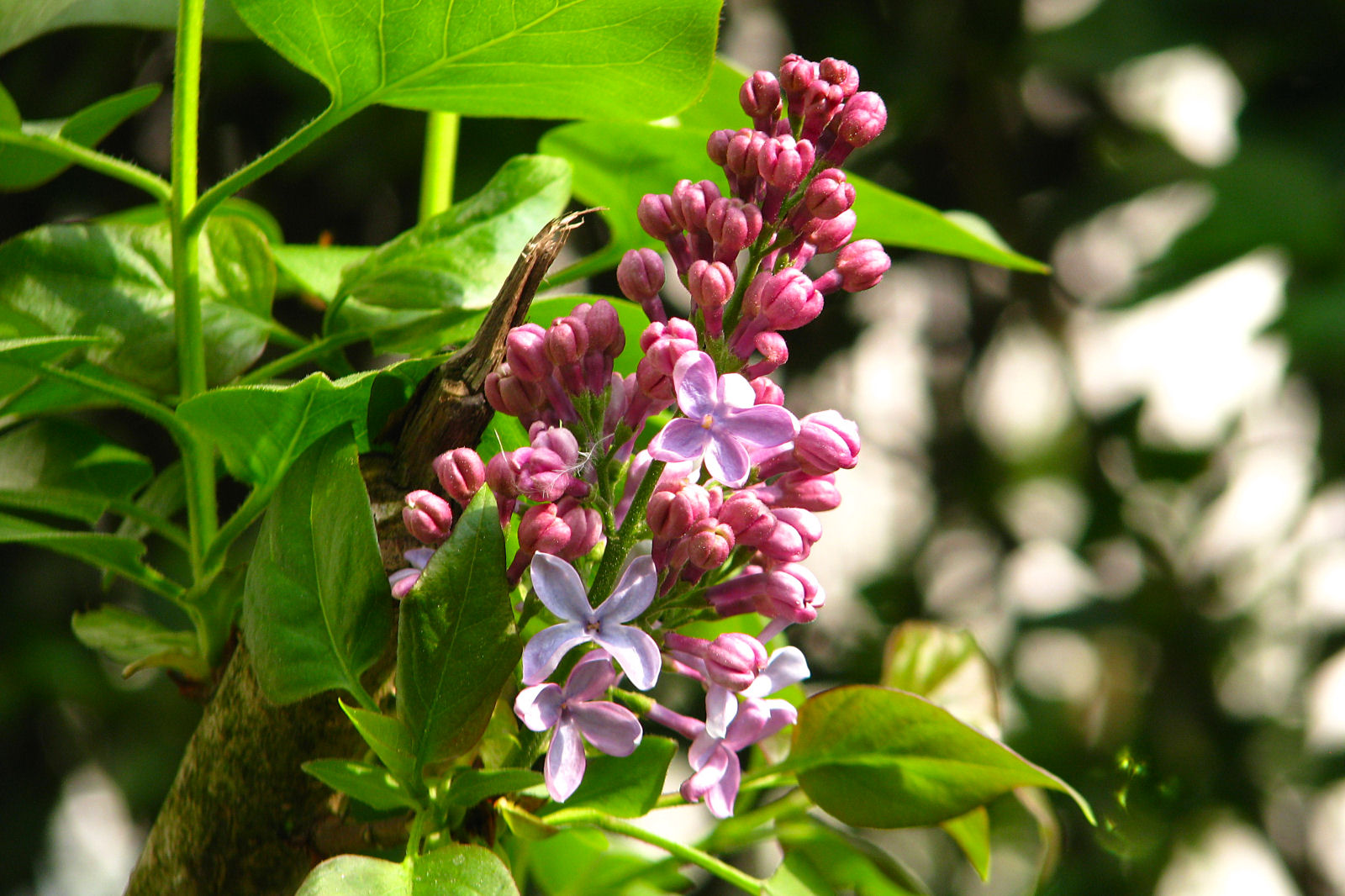 130502springflowers37.jpg