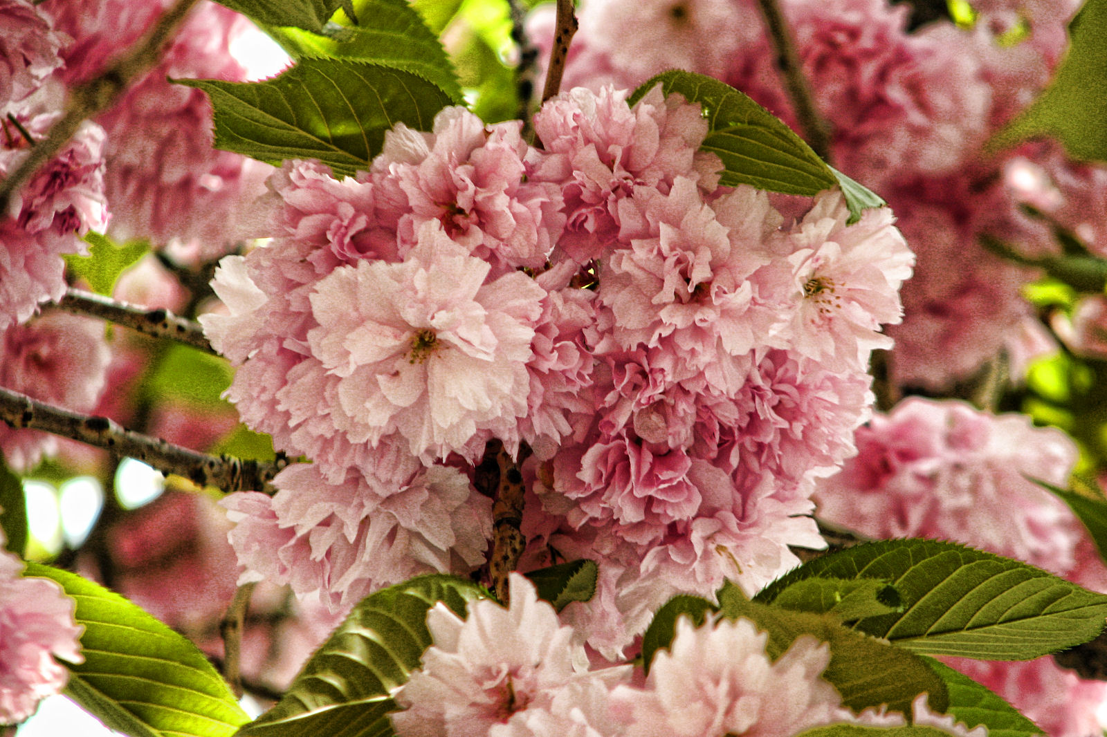 130506springflowers42.jpg